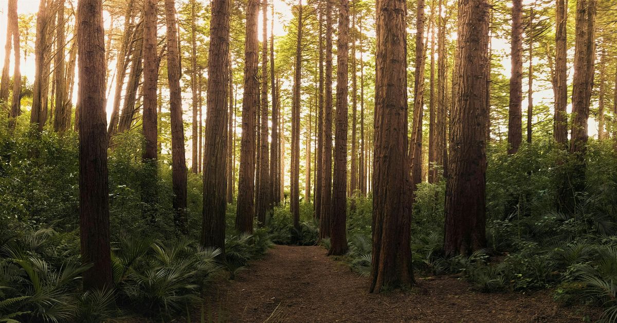 Refresh Your Outlook with FOREST BATHING