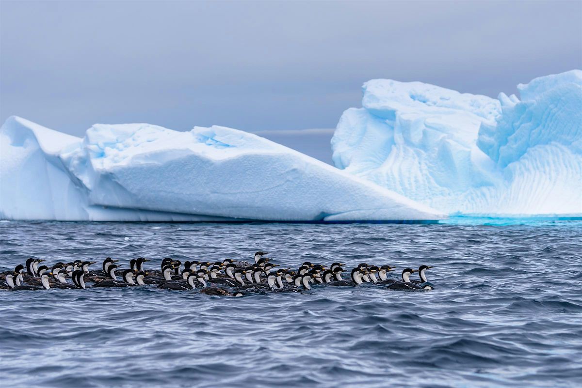 Glaciers to the Open Ocean:  Using eBird to Study Rare Bird Behavior