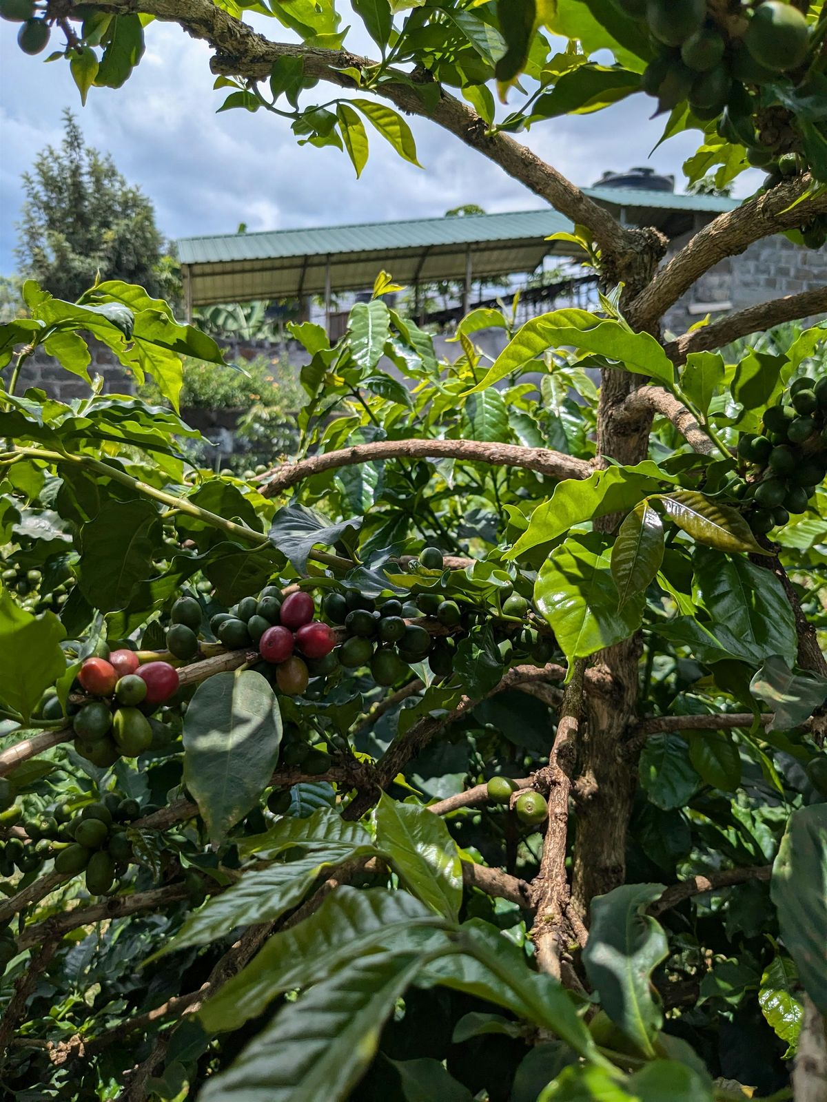 Kenyan Coffee Tasting & Roasting Experience