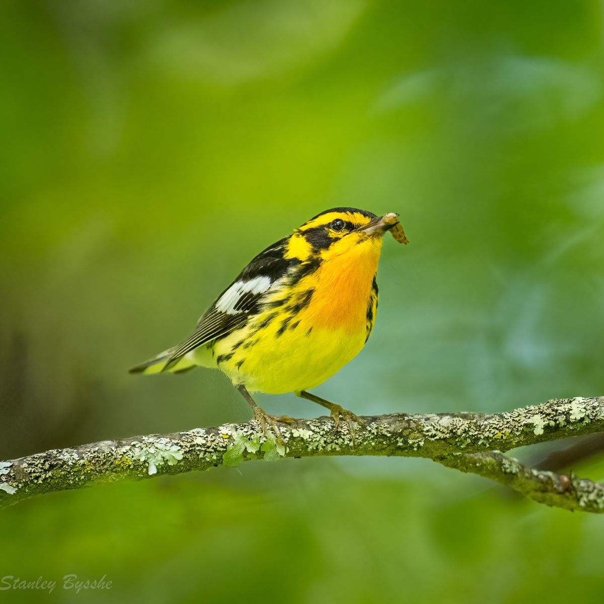 Plants for Birds: The Caterpillar Connection by Deborah Green