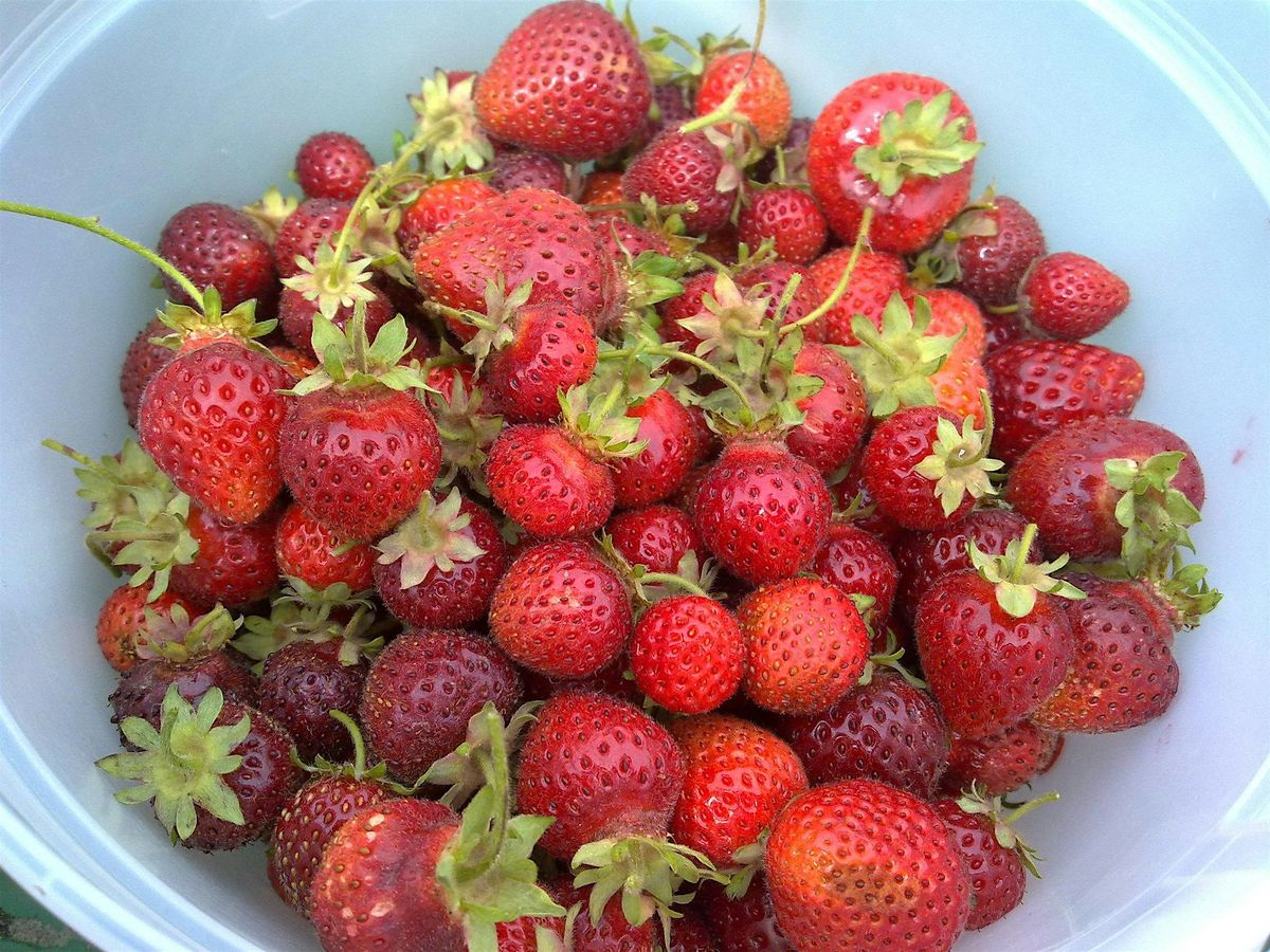 Grow Your Own Strawberries Workshop