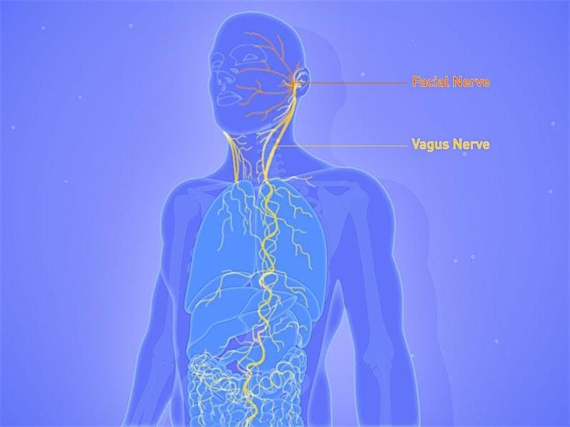 Resourcing through Art, Gentle Movement, and Vagus Nerve Connection