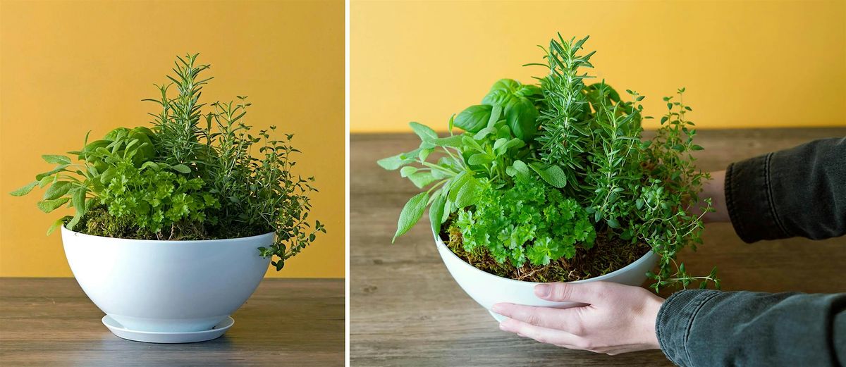 Make-n-Take: Herb Garden Centerpiece at Mahoney's Brighton