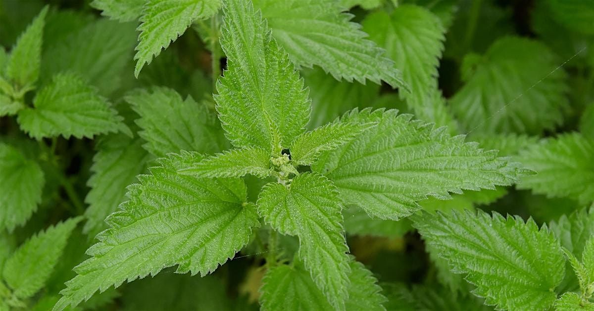 Edible plant walk