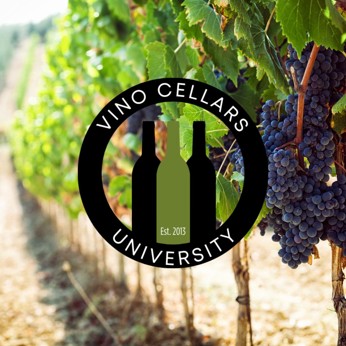 Vino Cellars University: Rh\u00f4ne Wine Region | 11\/12