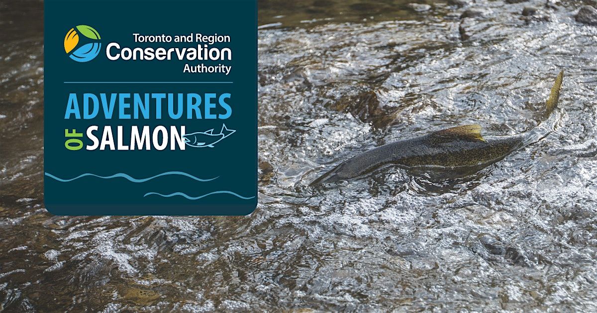 TRCA Adventures of Salmon