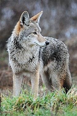 Wildlife in the City: Coyotes