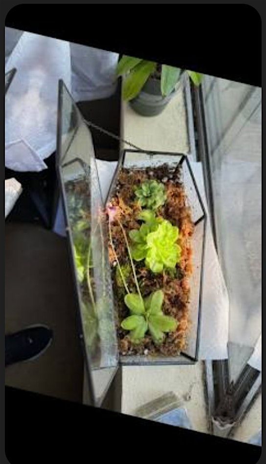 Carnivorous Coffin Terrarium Workshop