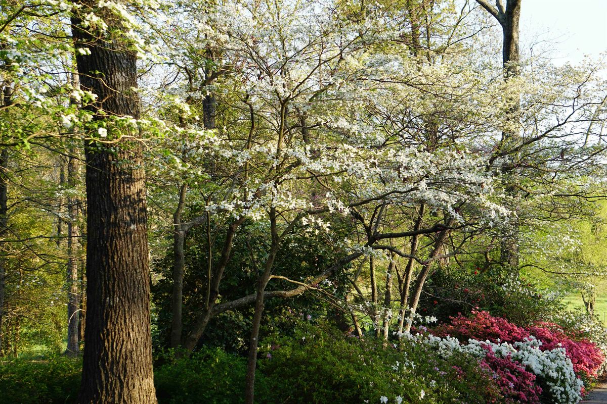 Urban Tree Health Workshop