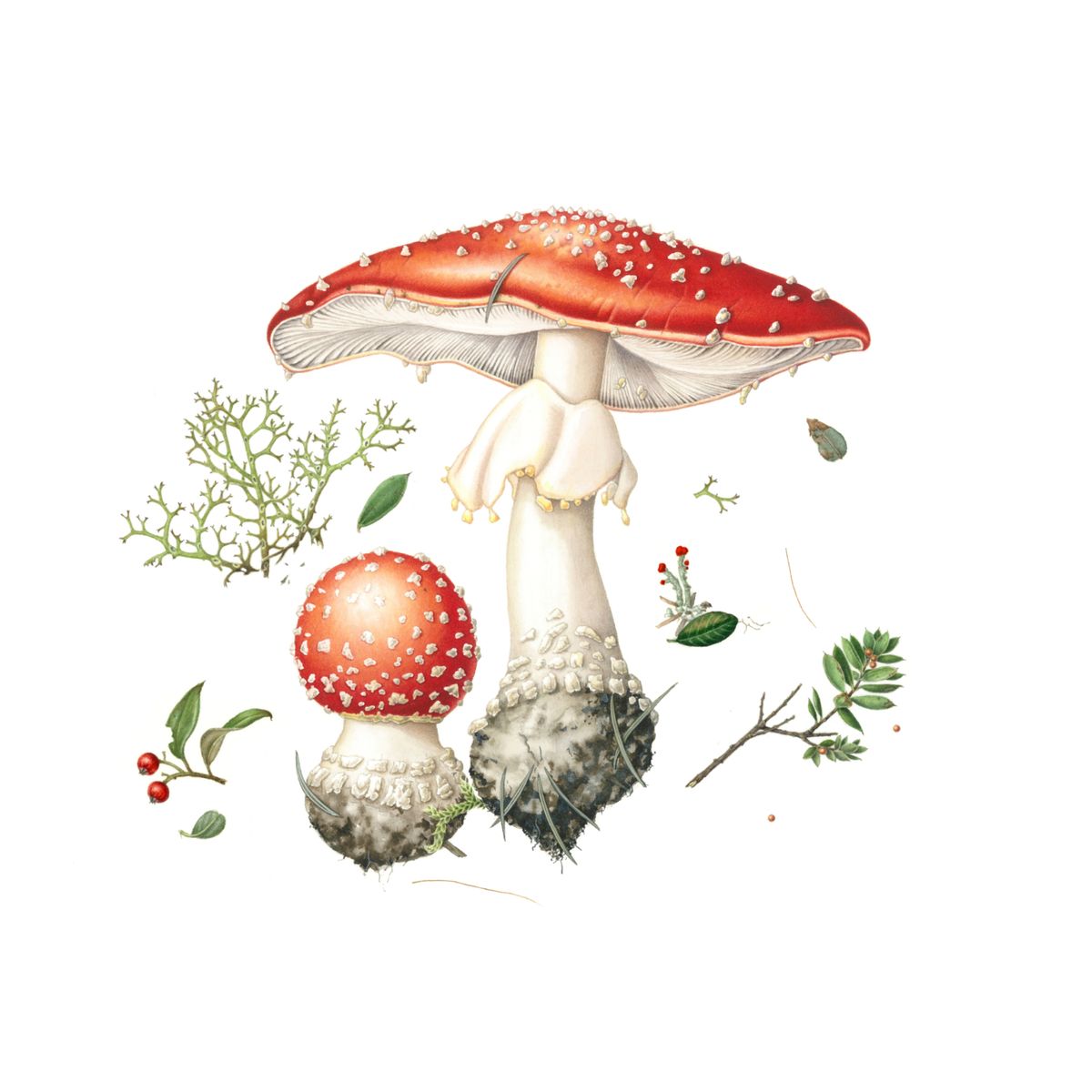 Fungi and Lichens in Watercolour with Anna Voytsekhovich