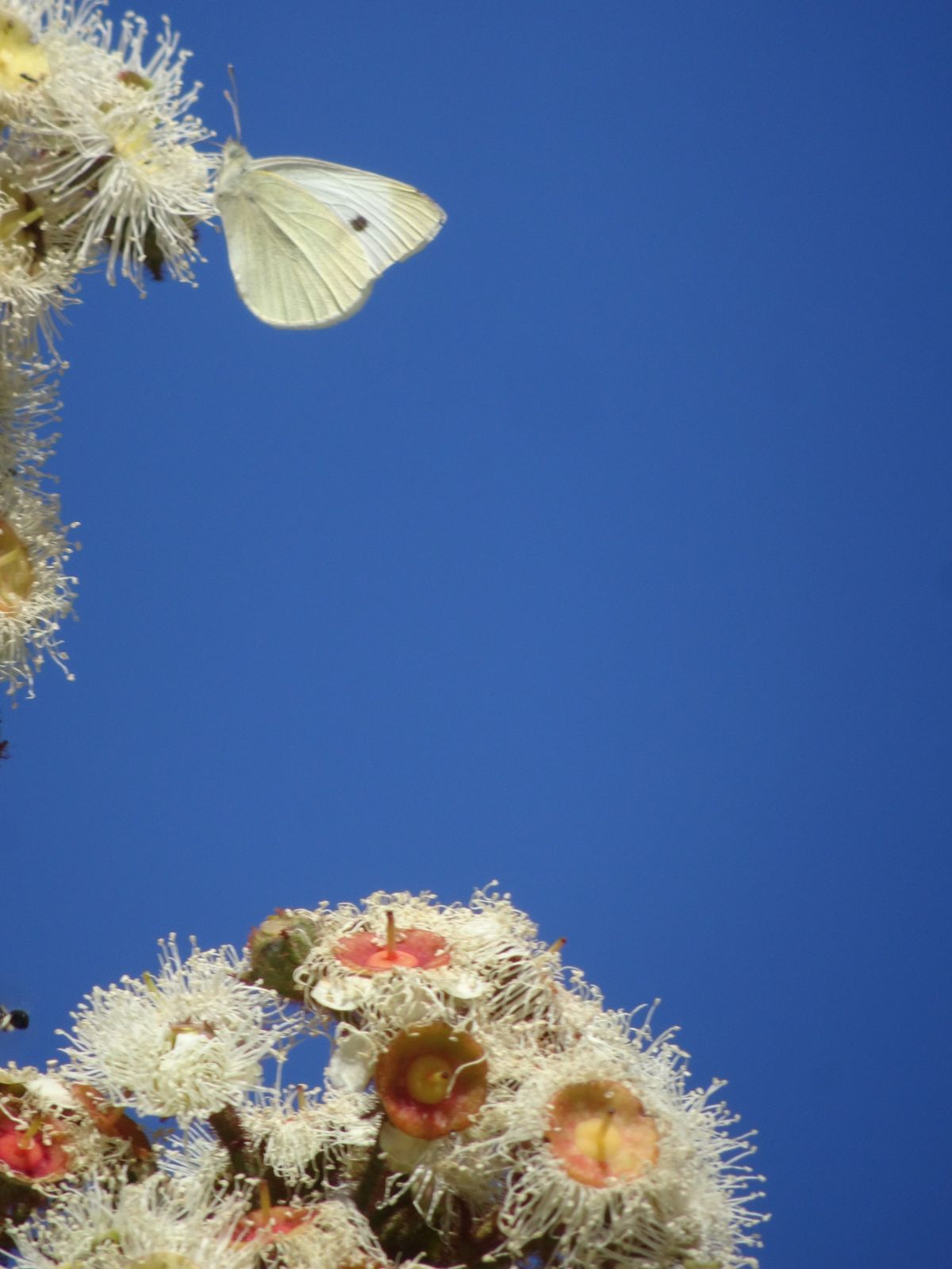 Breathworks Mindfulness Course at Bodhi in Newtown