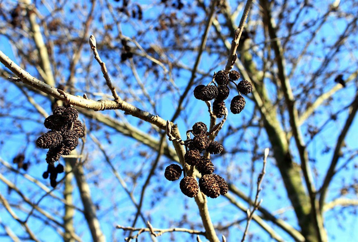 Forest Bathing and Winter Tree Identification