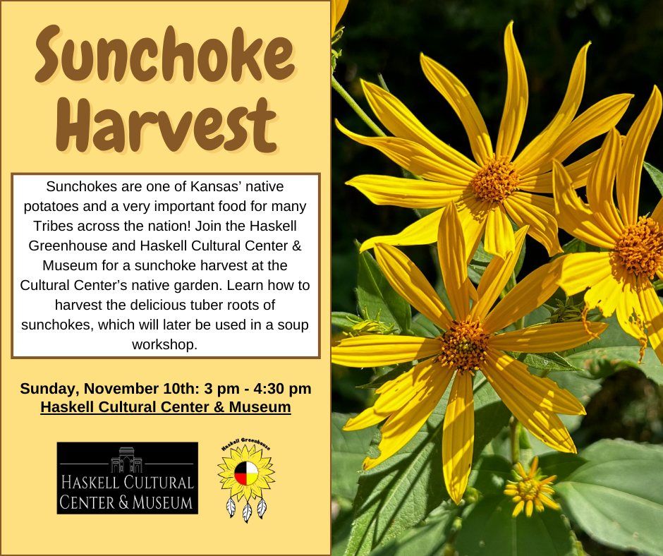 Sunchoke Harvest