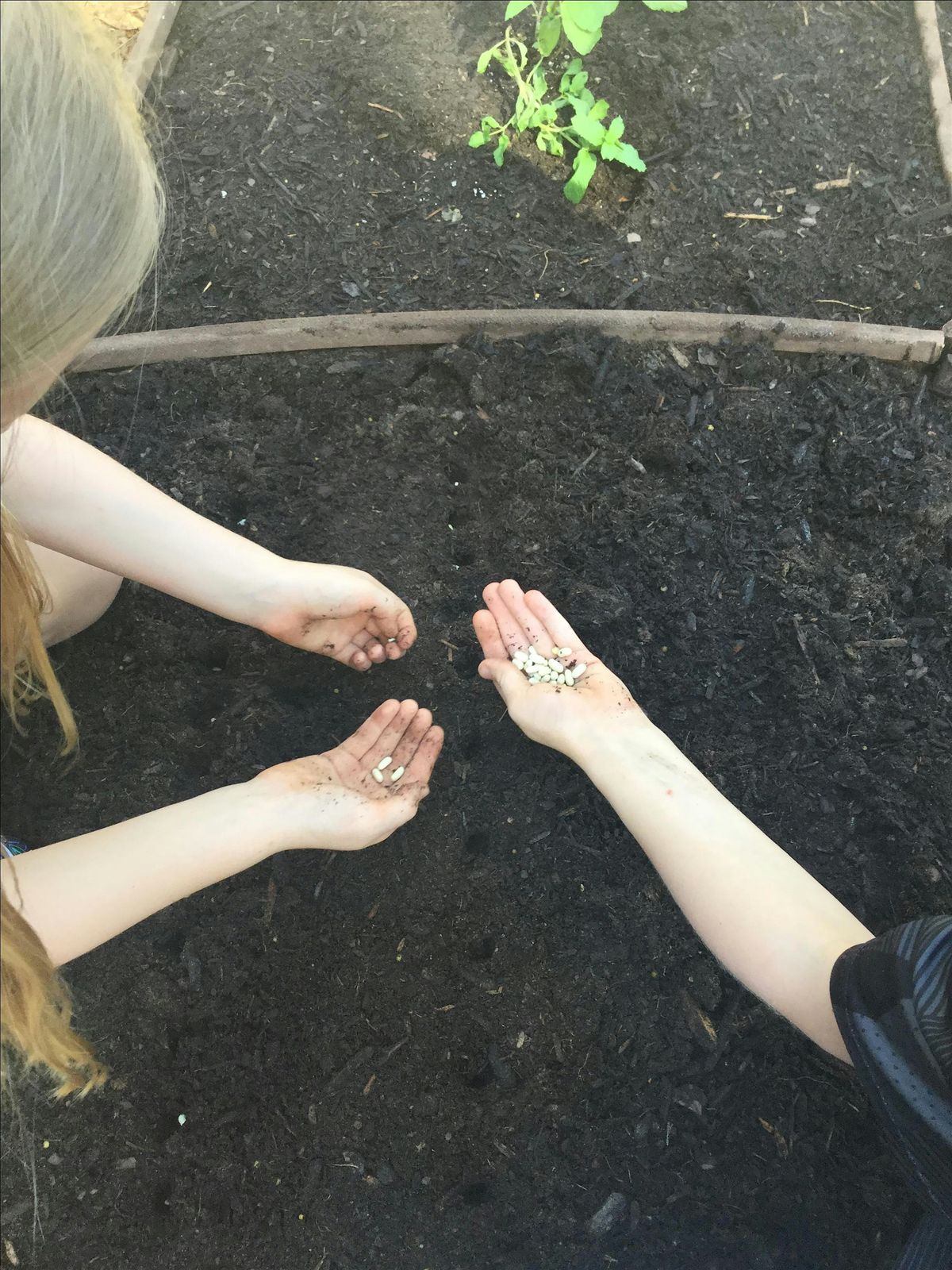 Growing Vegetables from Seed