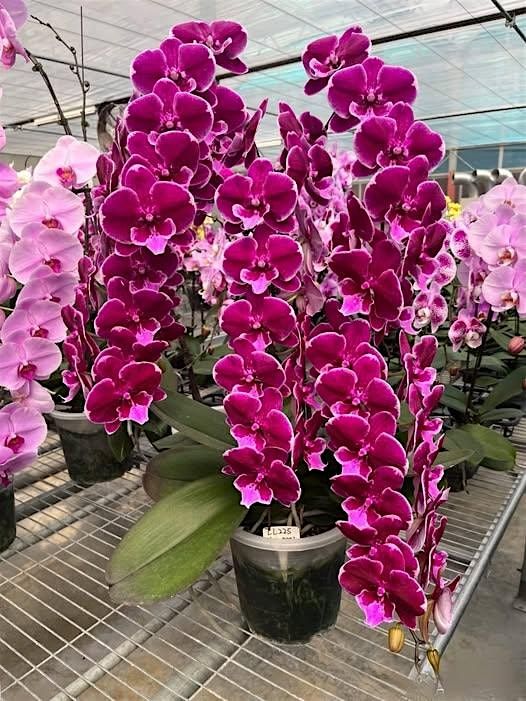 Etiquette and Orchids