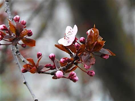 Spring Senses Hike