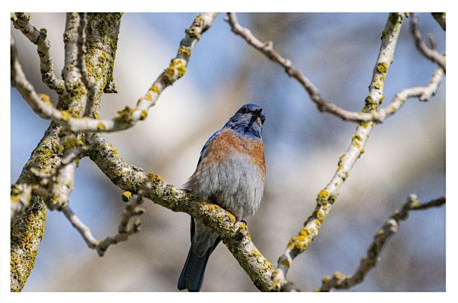 Hellyer Park BioBlitz