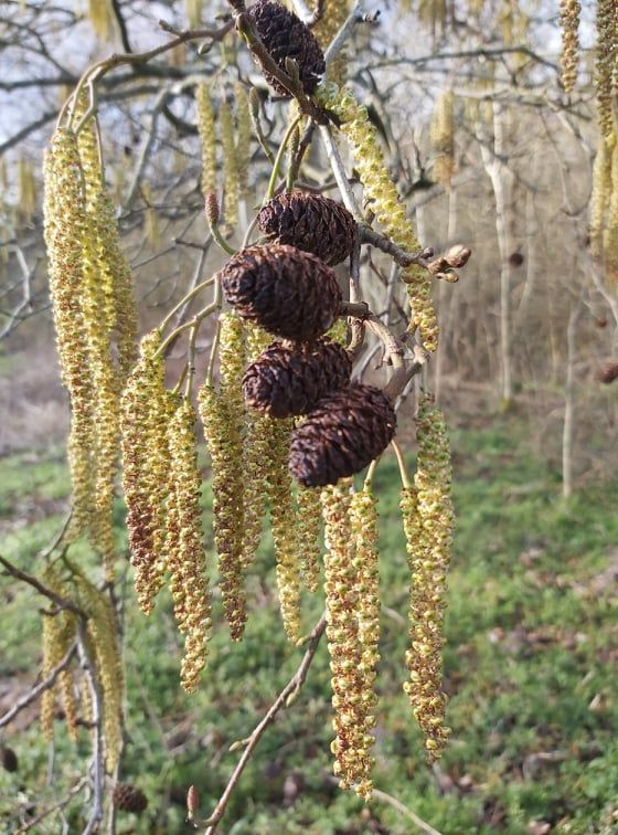 Winter Tree ID & Uses Woodland Walk