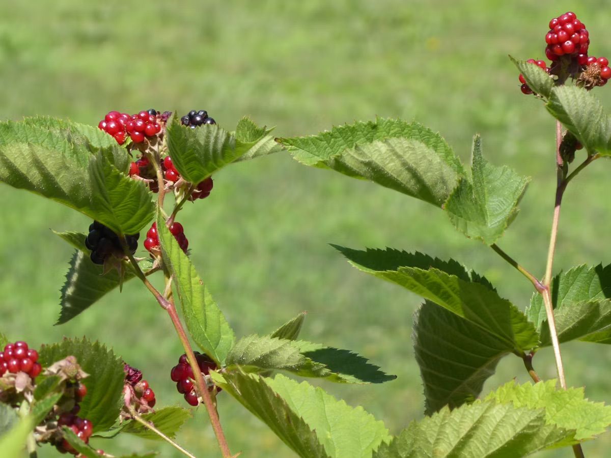 Blackberry Planting, Growing and Care - San Jose