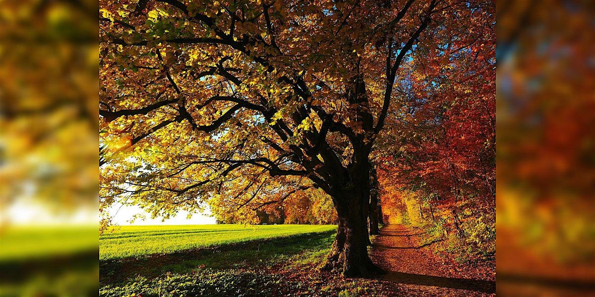 Fall Day Retreat: Sound Bath, Breathwork, Cacao, Fire Ceremony