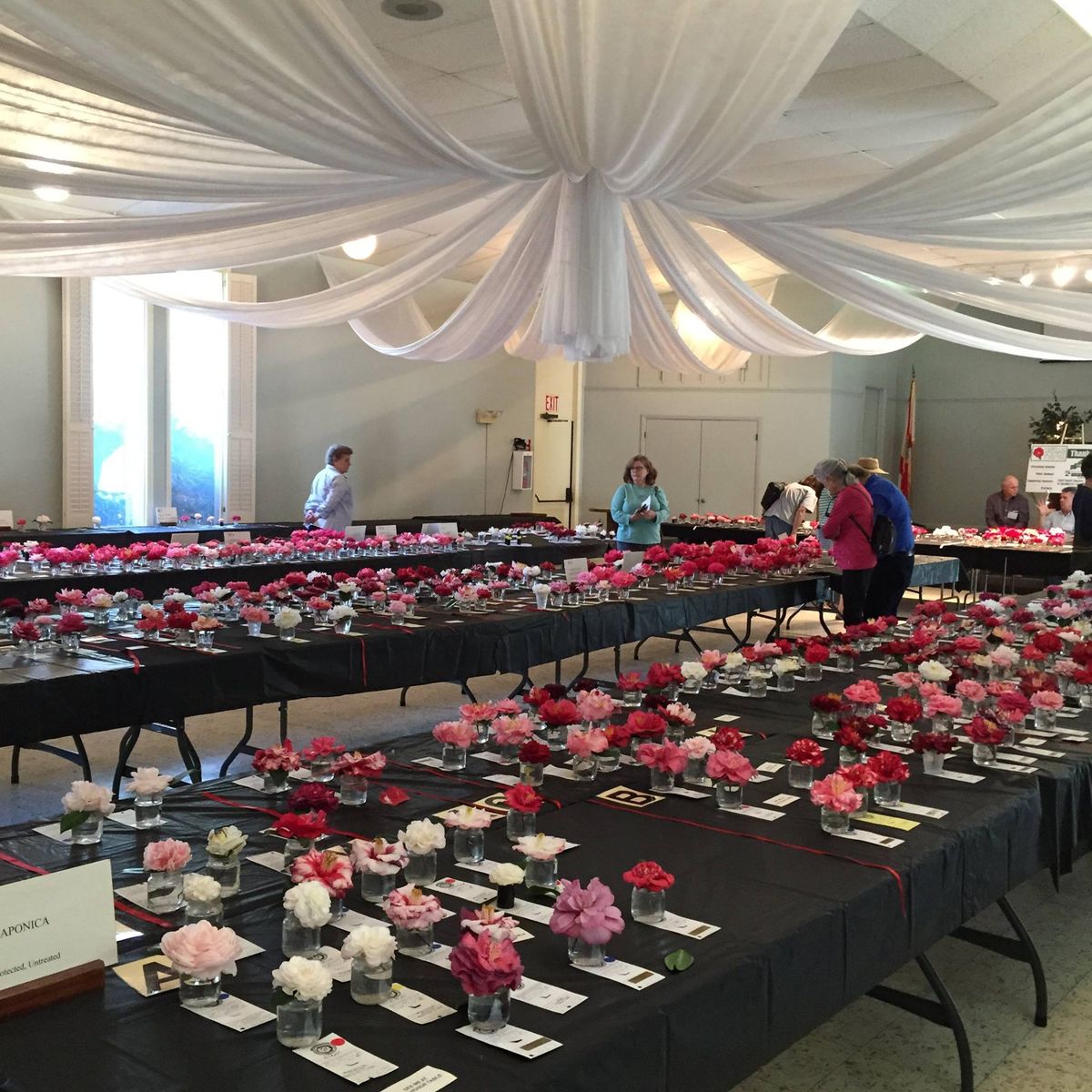 78th Annual Camellia Show