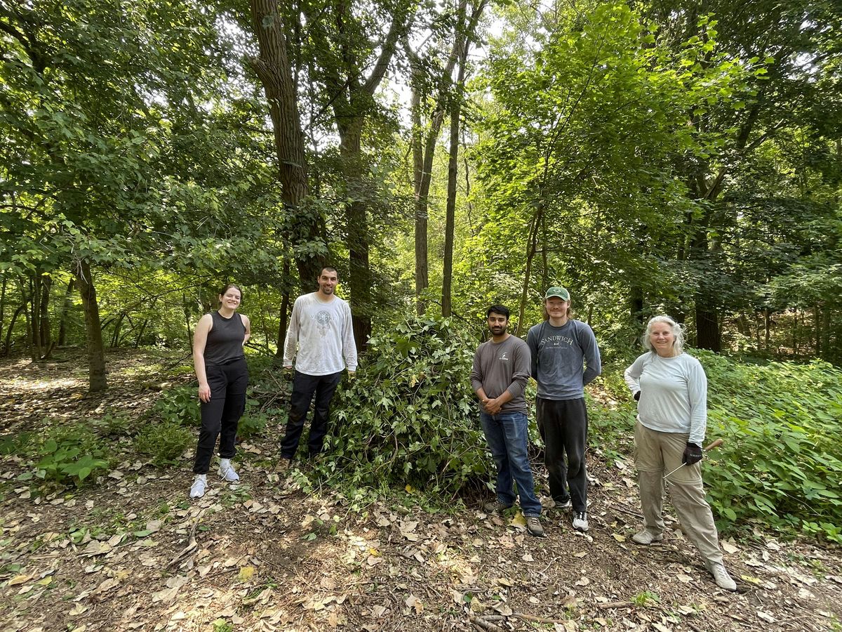 Volunteer Invasive Plant Management at Greenwood Park