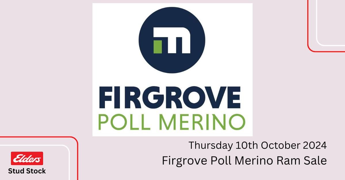 Firgrove Poll Merino Ram Sale 