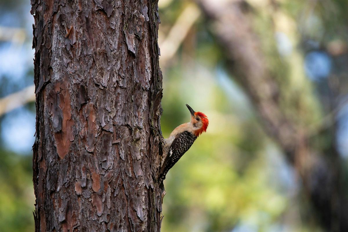 01-11-2025: Attracting Backyard Birds