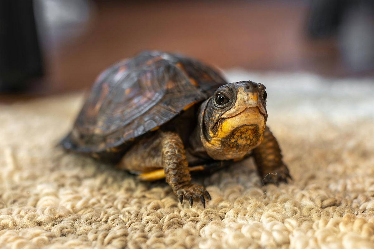 Join Us for a Box Turtle Workshop\u2013Training for Turtle Rehabbers and Support