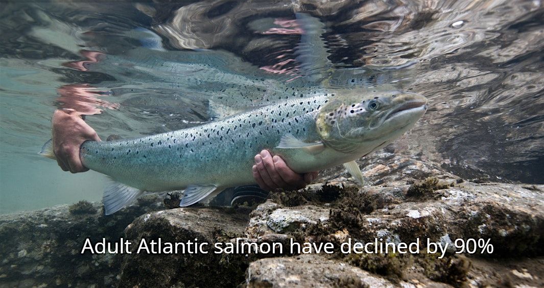 Saving the Irish Salmon - Annual Conference Salmon Watch Ireland 2025
