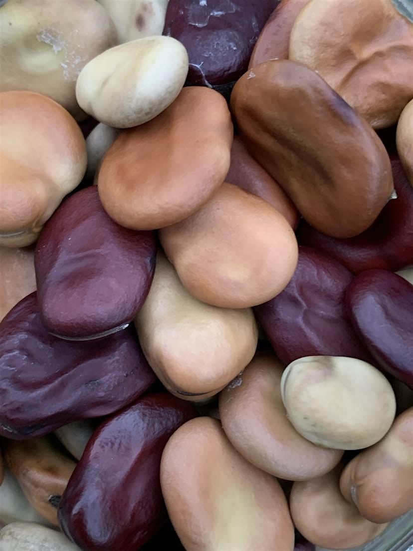 The Exeter Broad Bean 'Flock' Meet up :-)