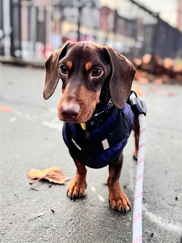 Rescue Dog Adoption Event at Unleashed by Petco