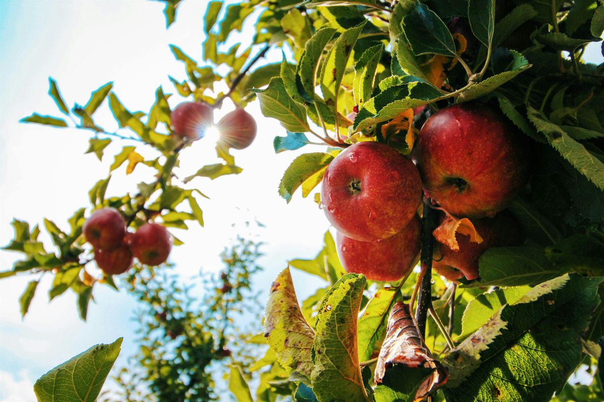 Brushy Mountain Tree Fruit Meeting 2025