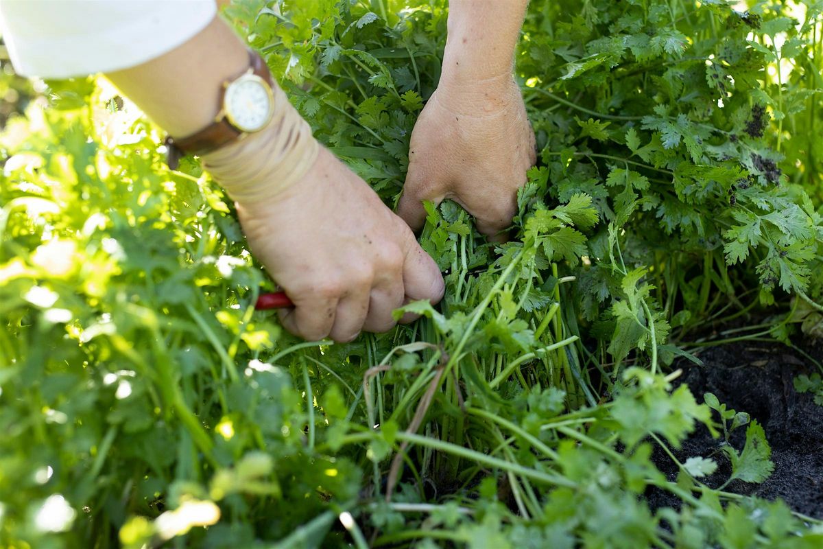 5-31-2025 Soil to Boil Herbal Tea Blending Class with Native Florida Plants