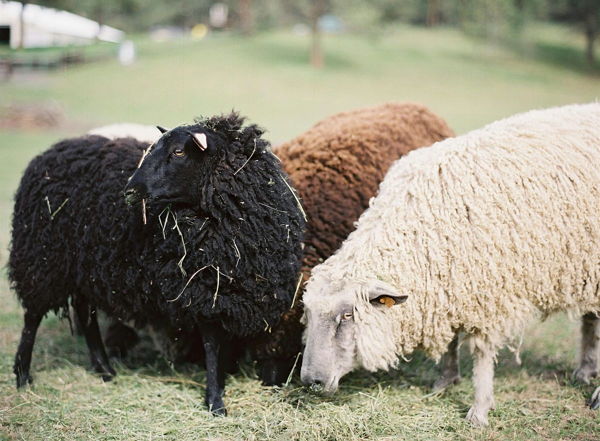Fleece 101: A Sheep for Every Purpose (Free)