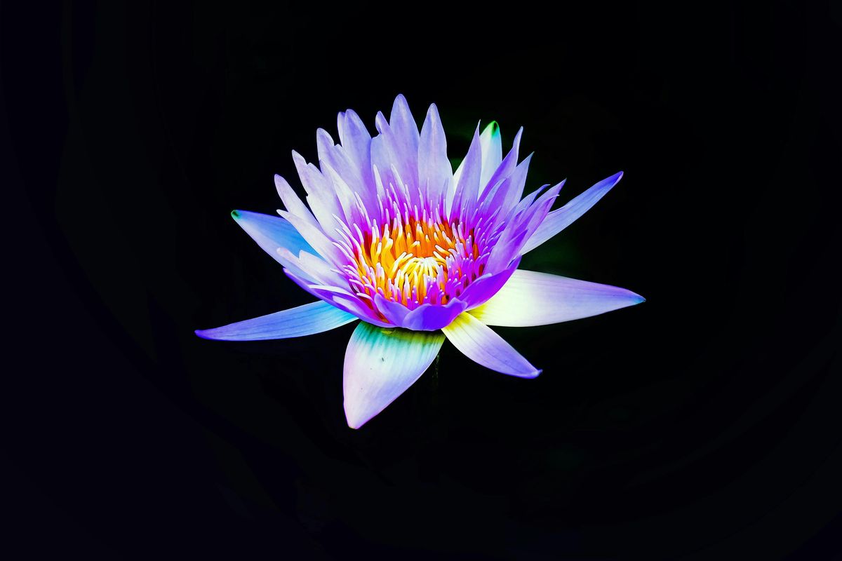 Blue Lotus Plant Spirit Meditation at Wild Heart Herb House