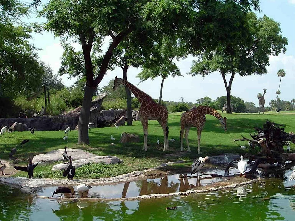 Tampa Audio Tour: Thrills & Legends of Terrace Park's Wild Rides