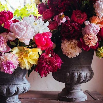 Peonia in Bloom