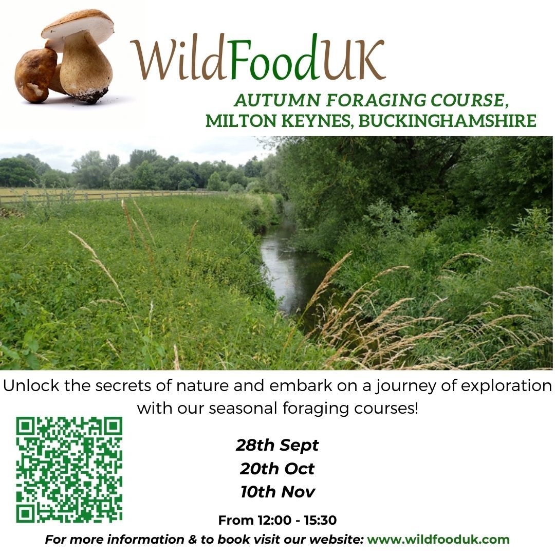 Autumn Foraging: Buckinghamshire, Milton Keynes