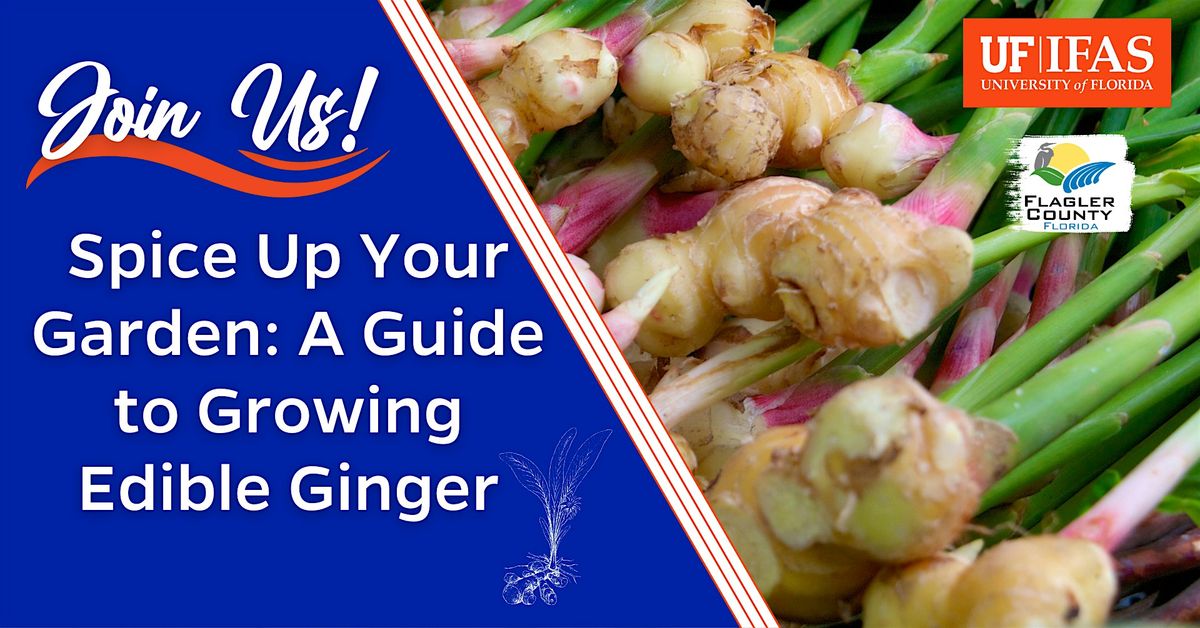 Spice Up Your Garden: A Guide to Growing Edible Ginger