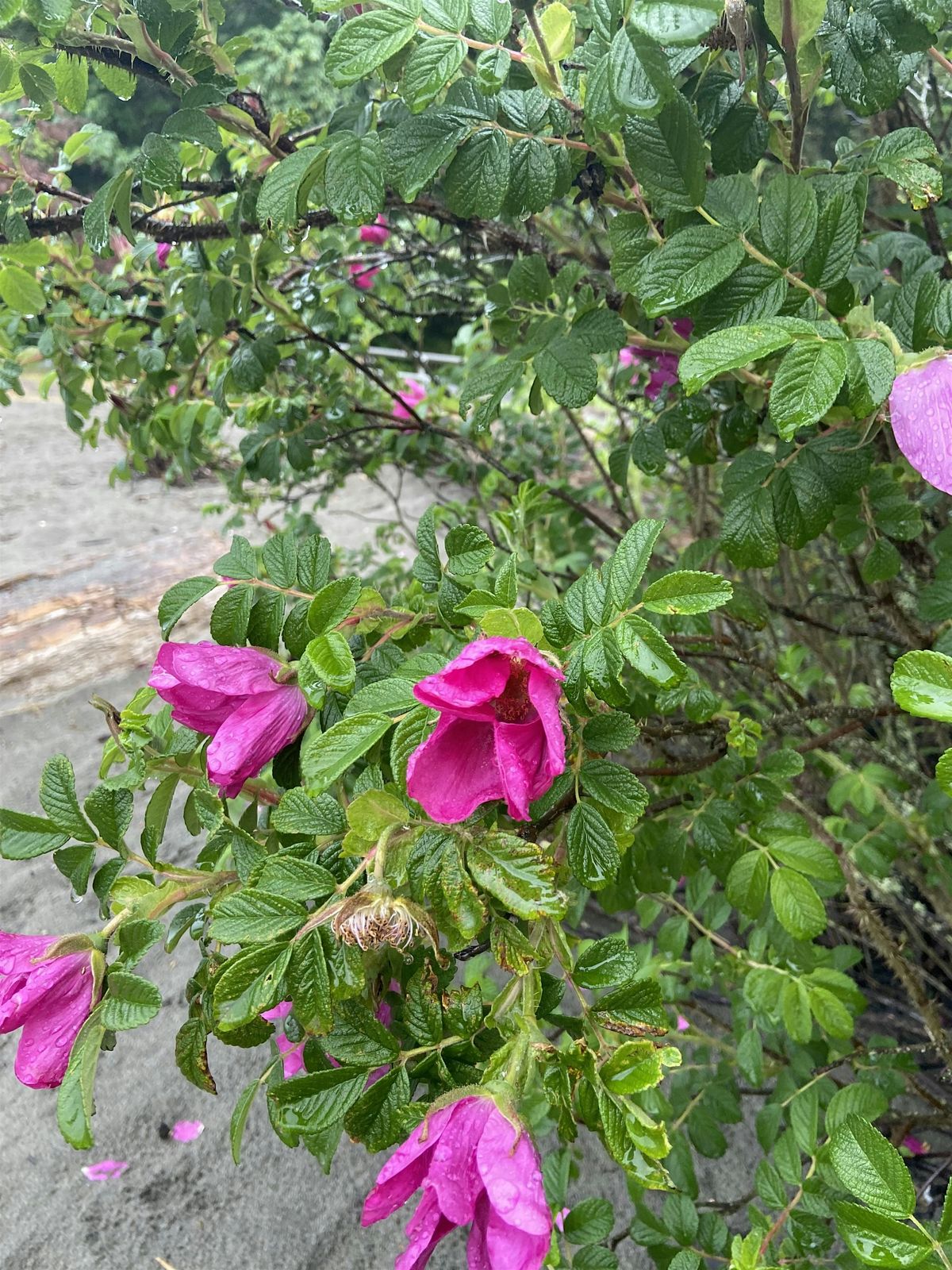 September Beach Grief Walk