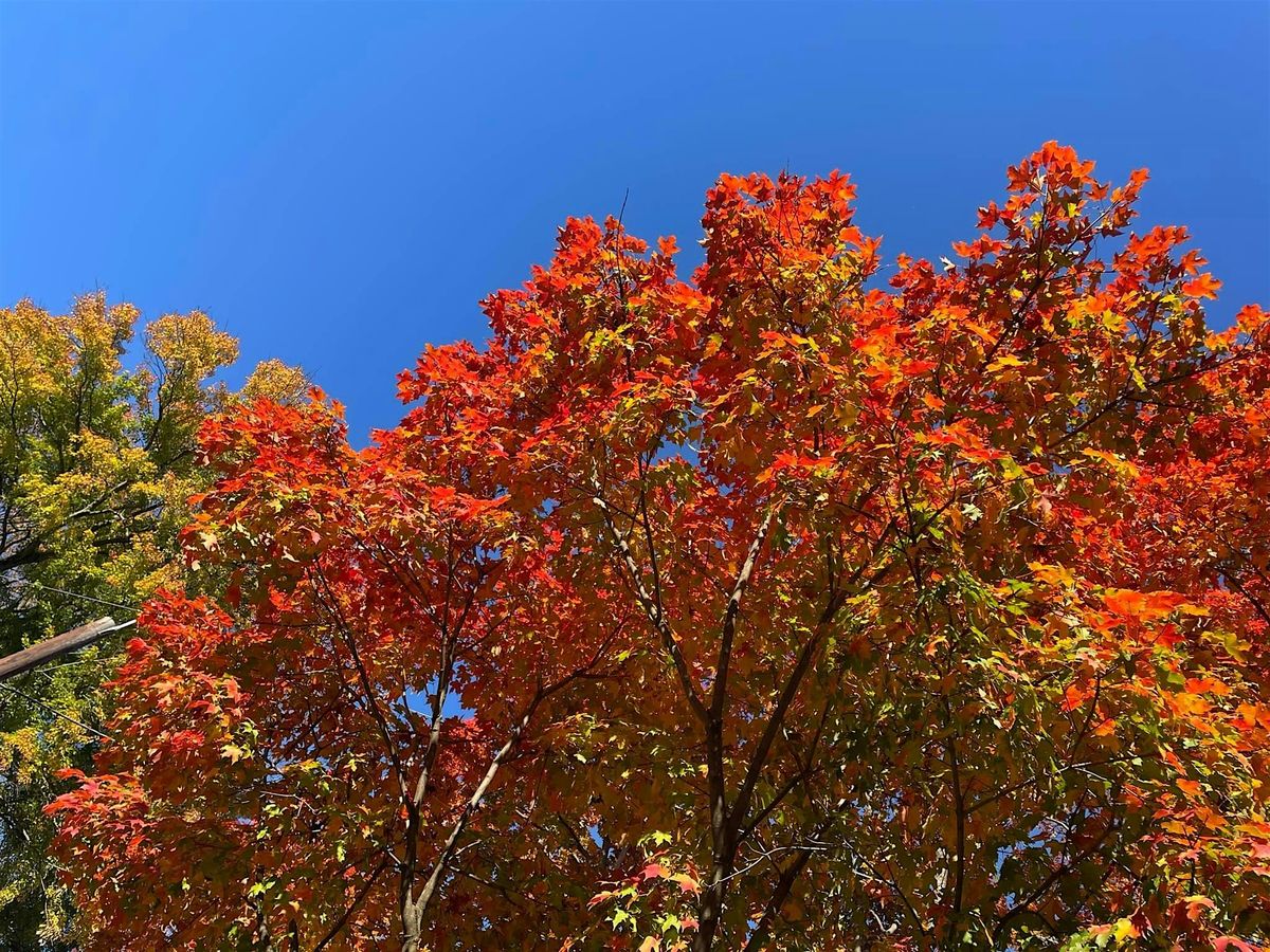 IWM Presents: Nature and Creativity- Autumn Equinox Workshop