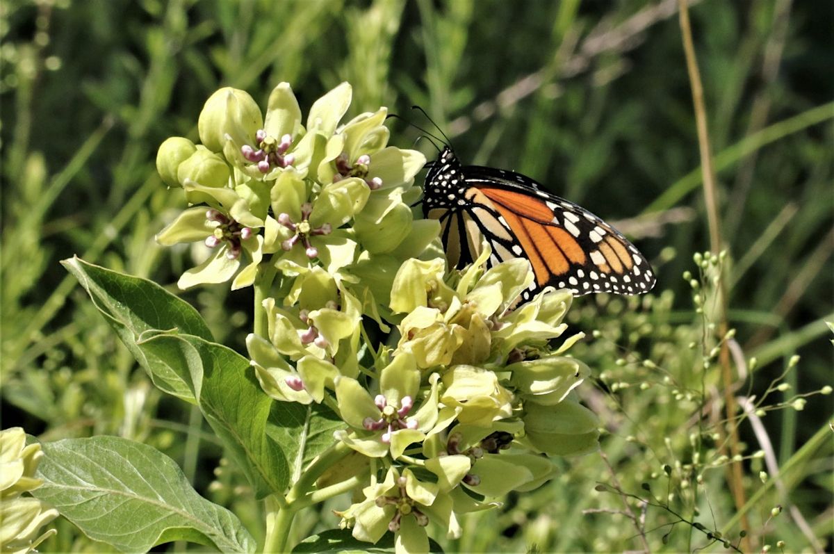 Impacting Change: Native Gardening for Monarchs & Pollinators