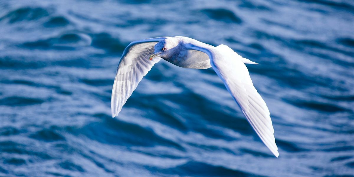 Gullivanting on Goat Island