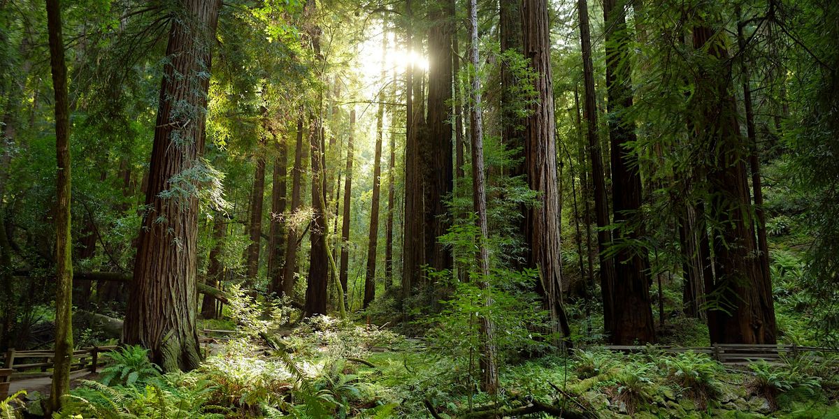 Forest Immersion