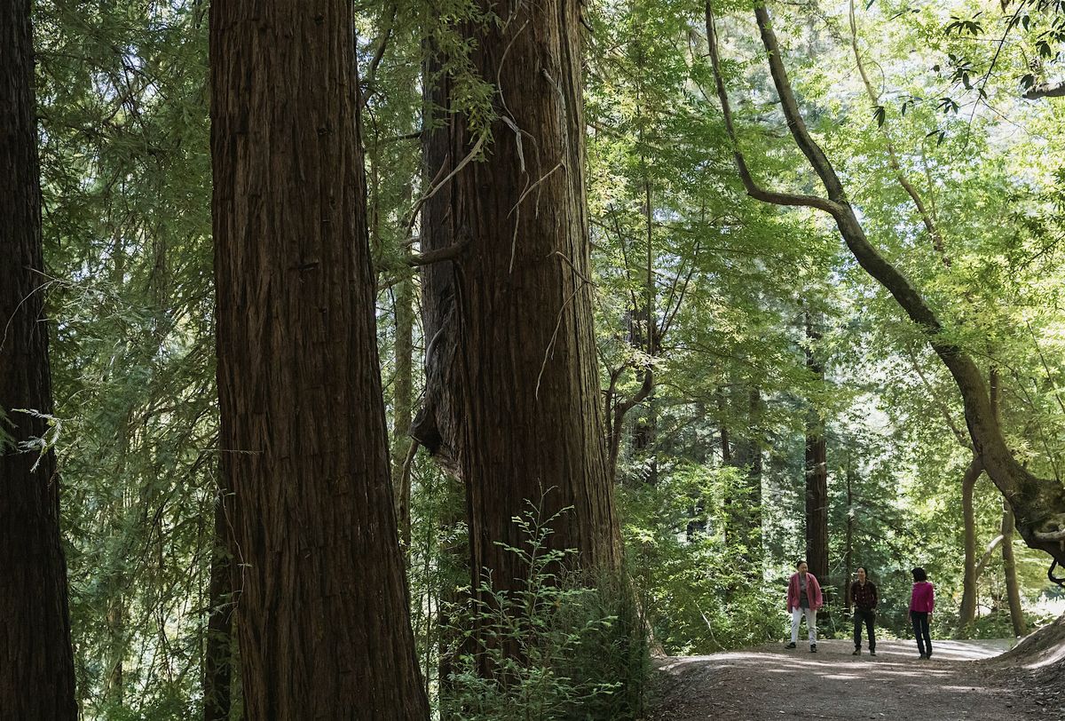 Morning Hike at Bear Creek Redwoods