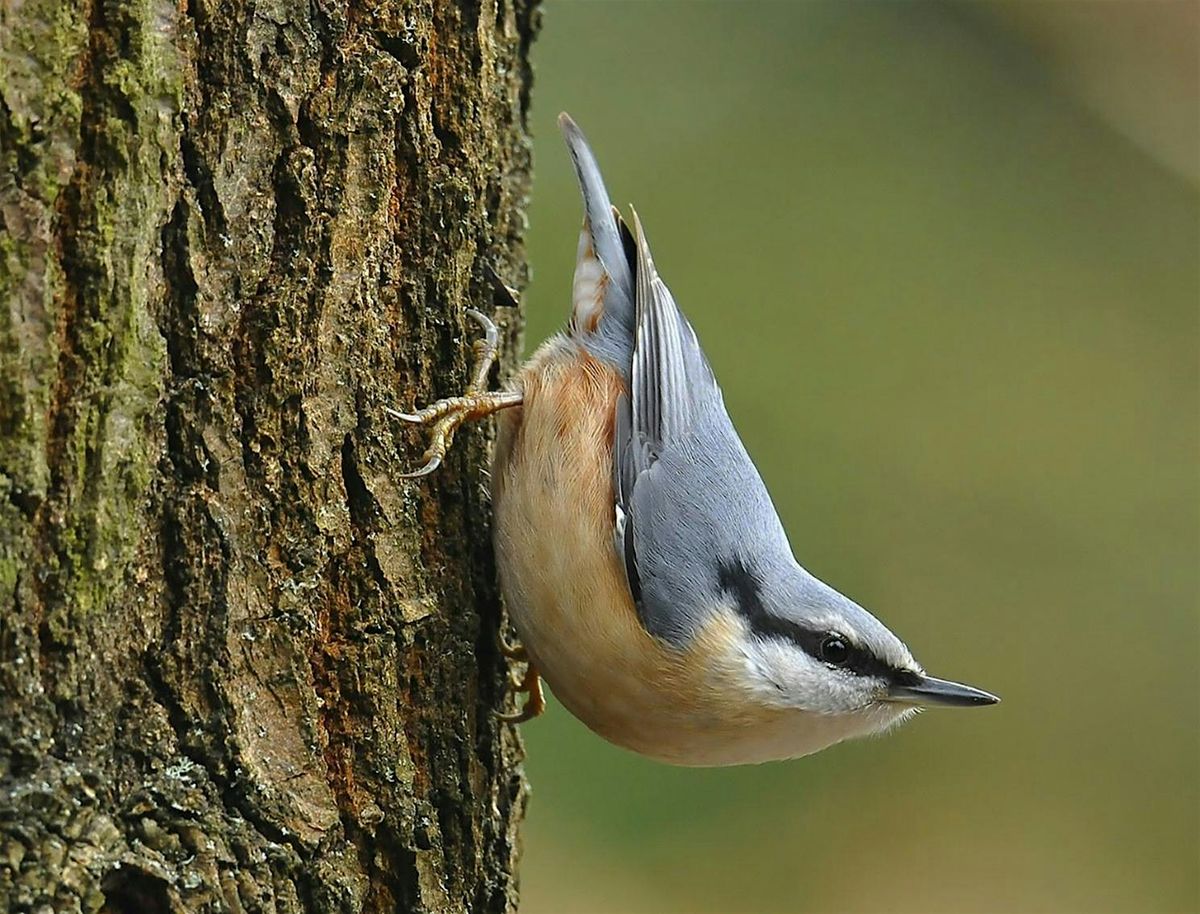 Family Big Garden Bird Watch and Breakfast Bap -Saturday 24th January 2026
