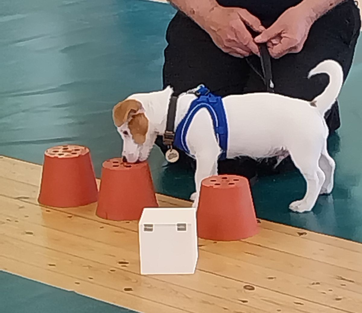 Puppy 1st Classes - 1 space left