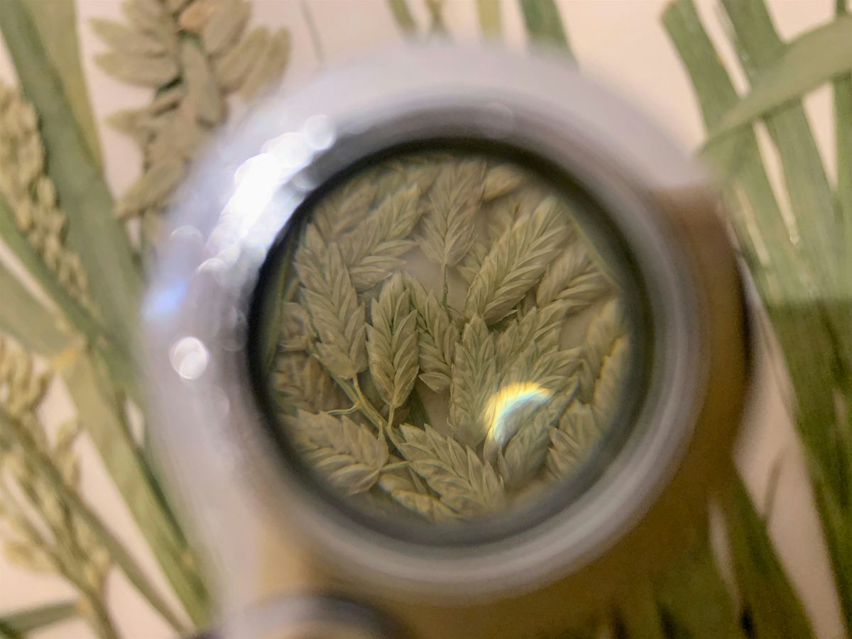 Grass Workshop: Exploring Grass Anatomy and Identification