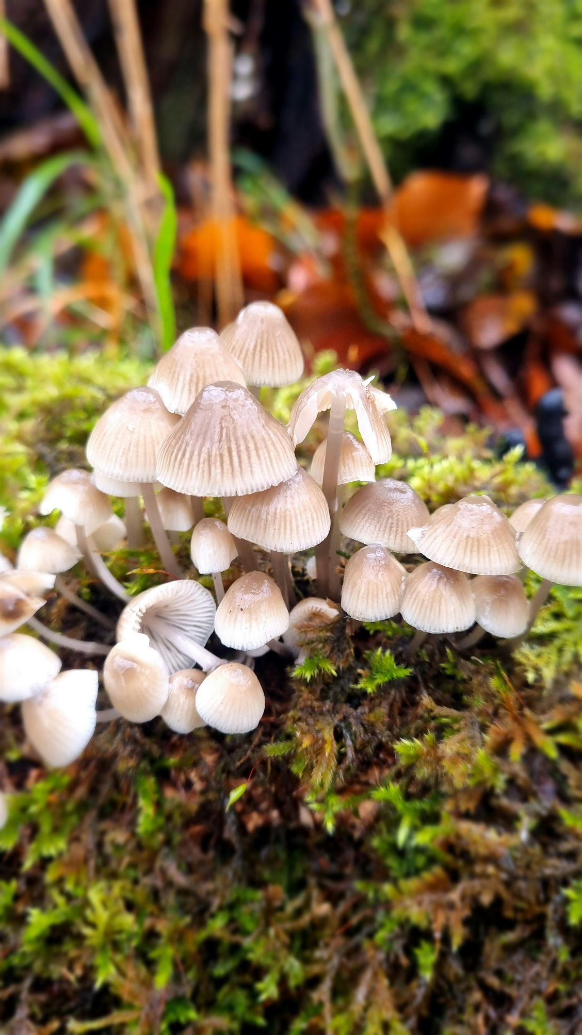 Log Inoculation with Yorkshire Mushroom Emporium(Yorkshire Fungi Fest 2025)